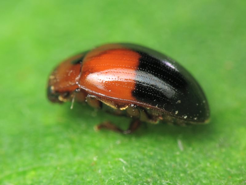 Tritoma bipustulata Fabricius, 1775
